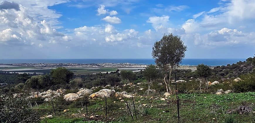 עין הוד צילום: ויקיפדיה