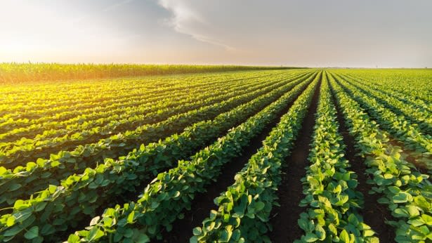 Soybean cultivation, Photo: Istock Soybean cultivation, Photo: Istock