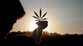 קנאביס, צילום: דיוויד גאבריץ', unsplash