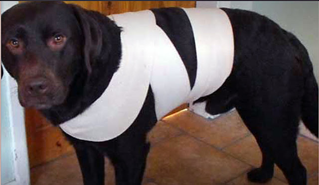 PROTEJA SEU CÃO DO BARULHO DOS FOGOS - O TRUQUE DO PANO
