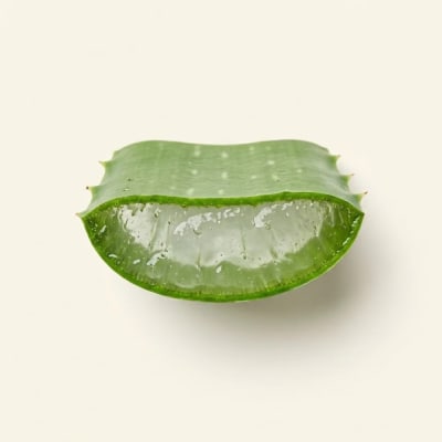 Lidah Buaya