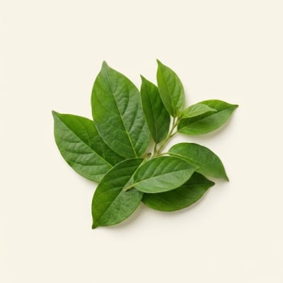 Daun Gurmar