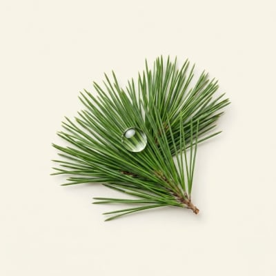 Minyak Pinus
