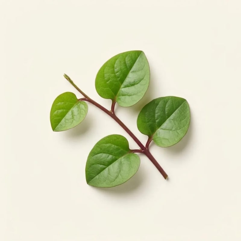 Daun Binahong