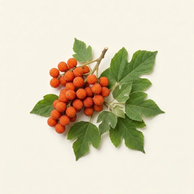 Paper Mulberry (Broussonetia papyrifera)