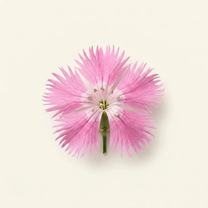 Herba Dianthus Superbus