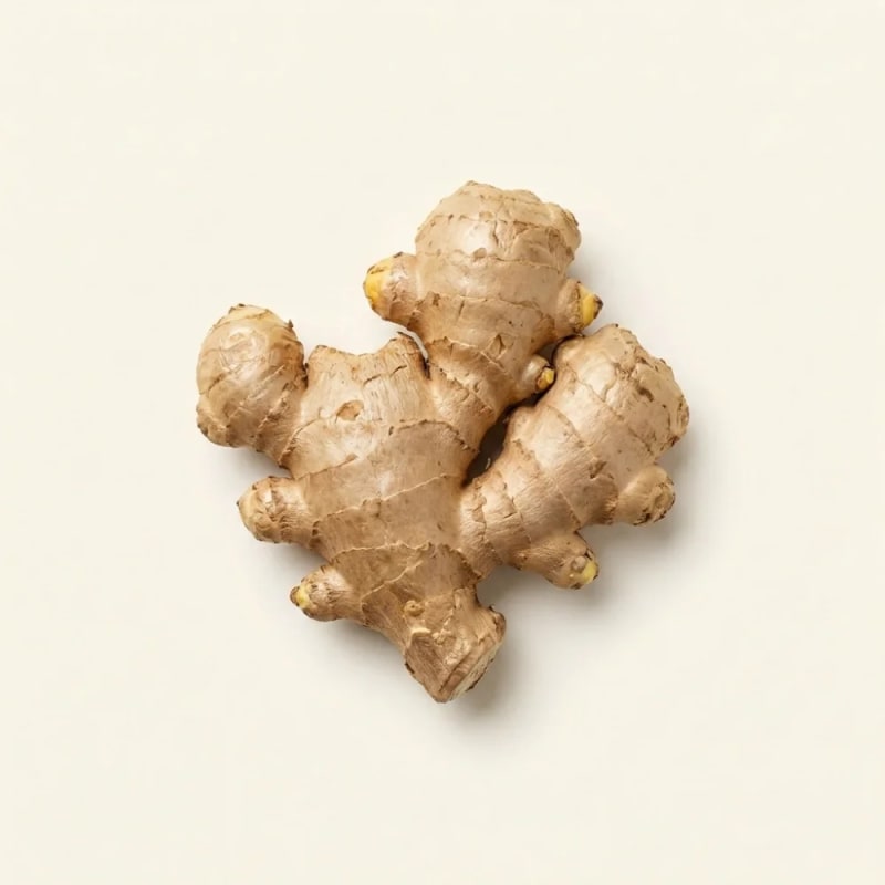 Jahe (Zingiber officinale)