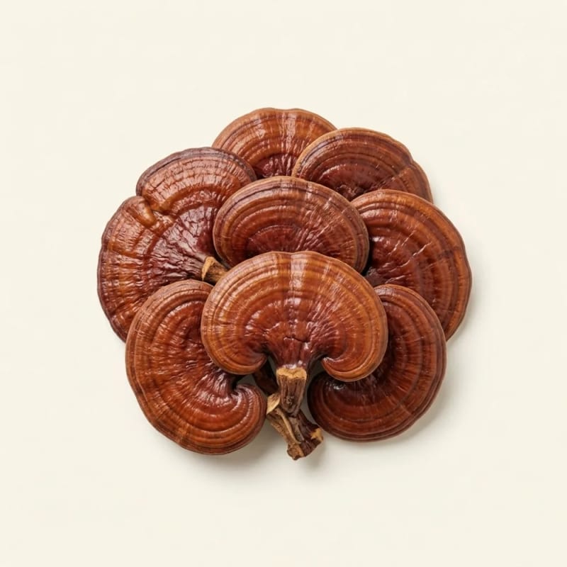 Ekstrak Ganoderma Lucidum (Lingzhi)
