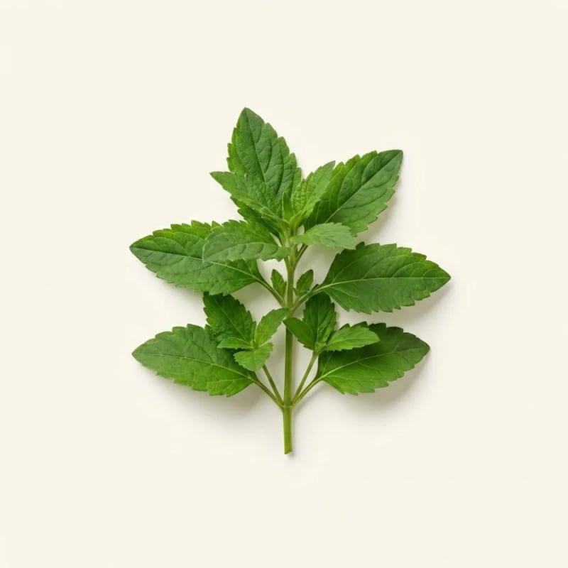 Herba Siegesbeckiae Pubescens