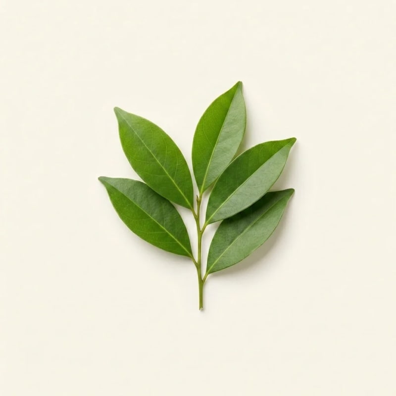 Syzygium polyanthum Folium Extract