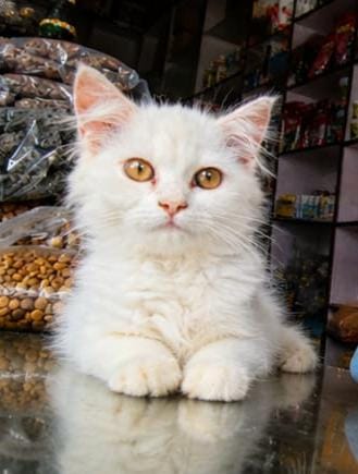 Persian Cat Kitten