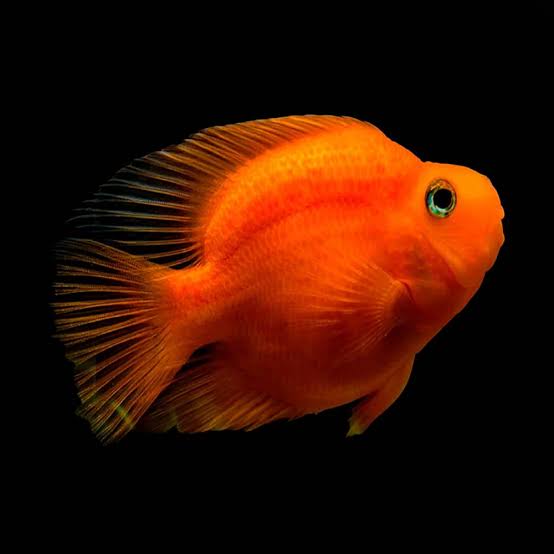 Red Eye Red Parrot Fish
