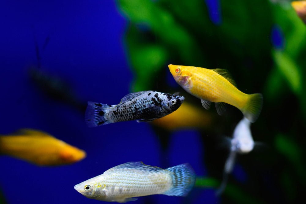 Molly Fish 