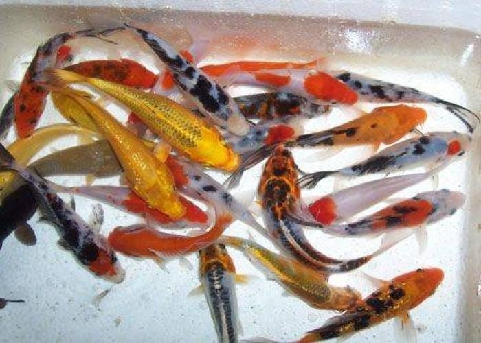 Koi Carp