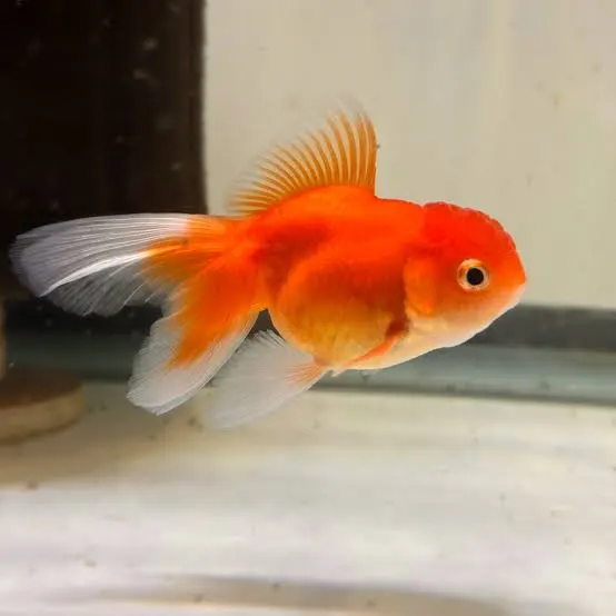 Oranda Gold Fish MB