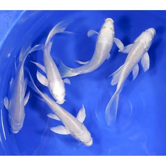 Milky Carp Pair