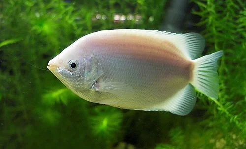 Kissing Gourami 