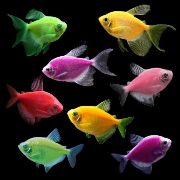 Widow Glow Fish 