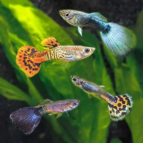 Guppy Fish