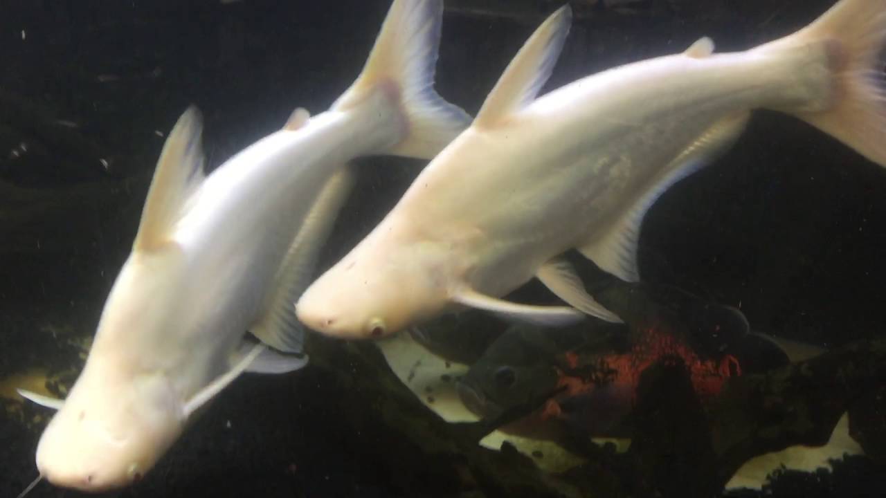 Albino Shark