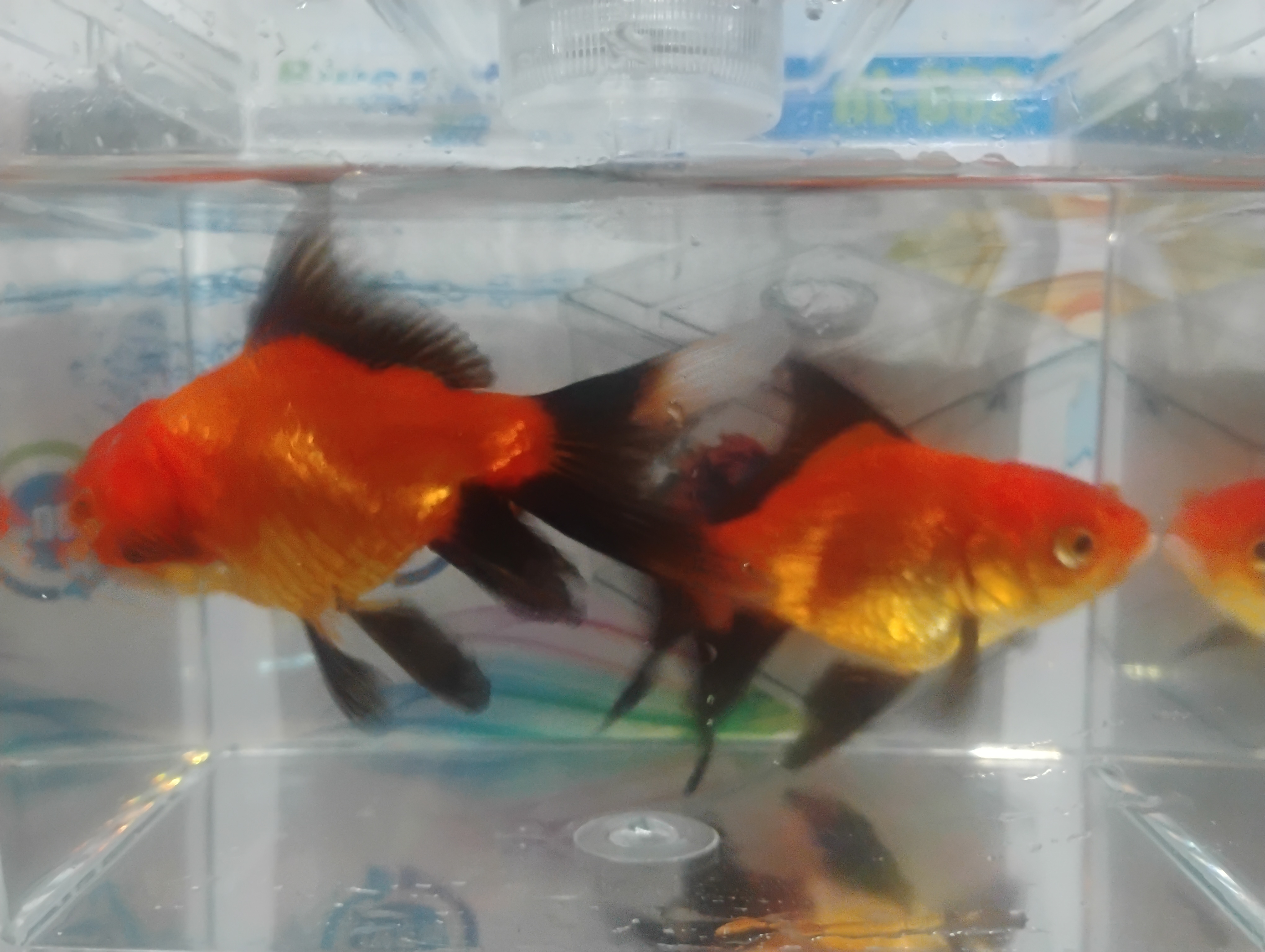 Red Gold MB