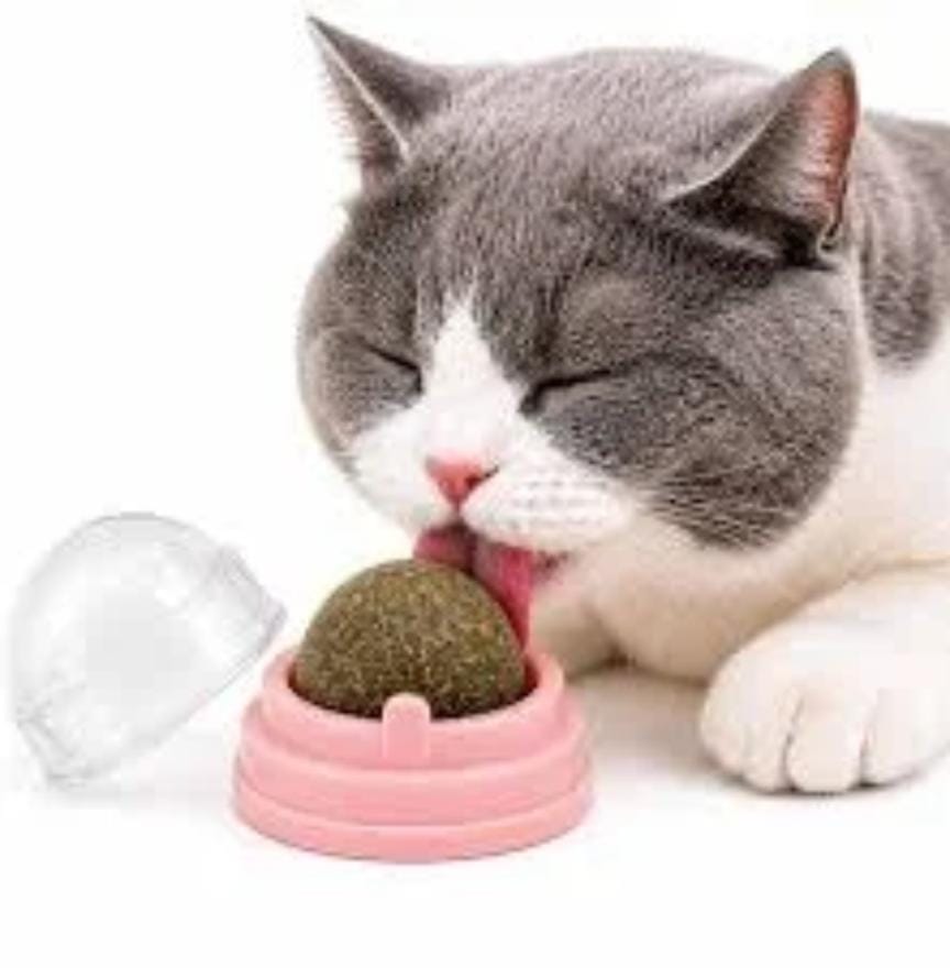 Cat Licker 