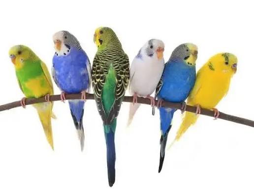 Badgies Love Bird  (Bajari)