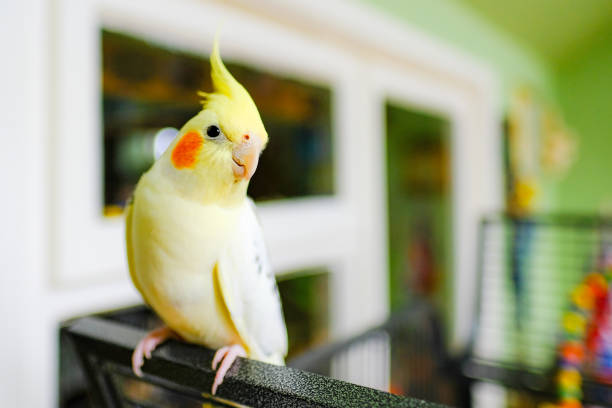 Lutino Cocktail Love Bird