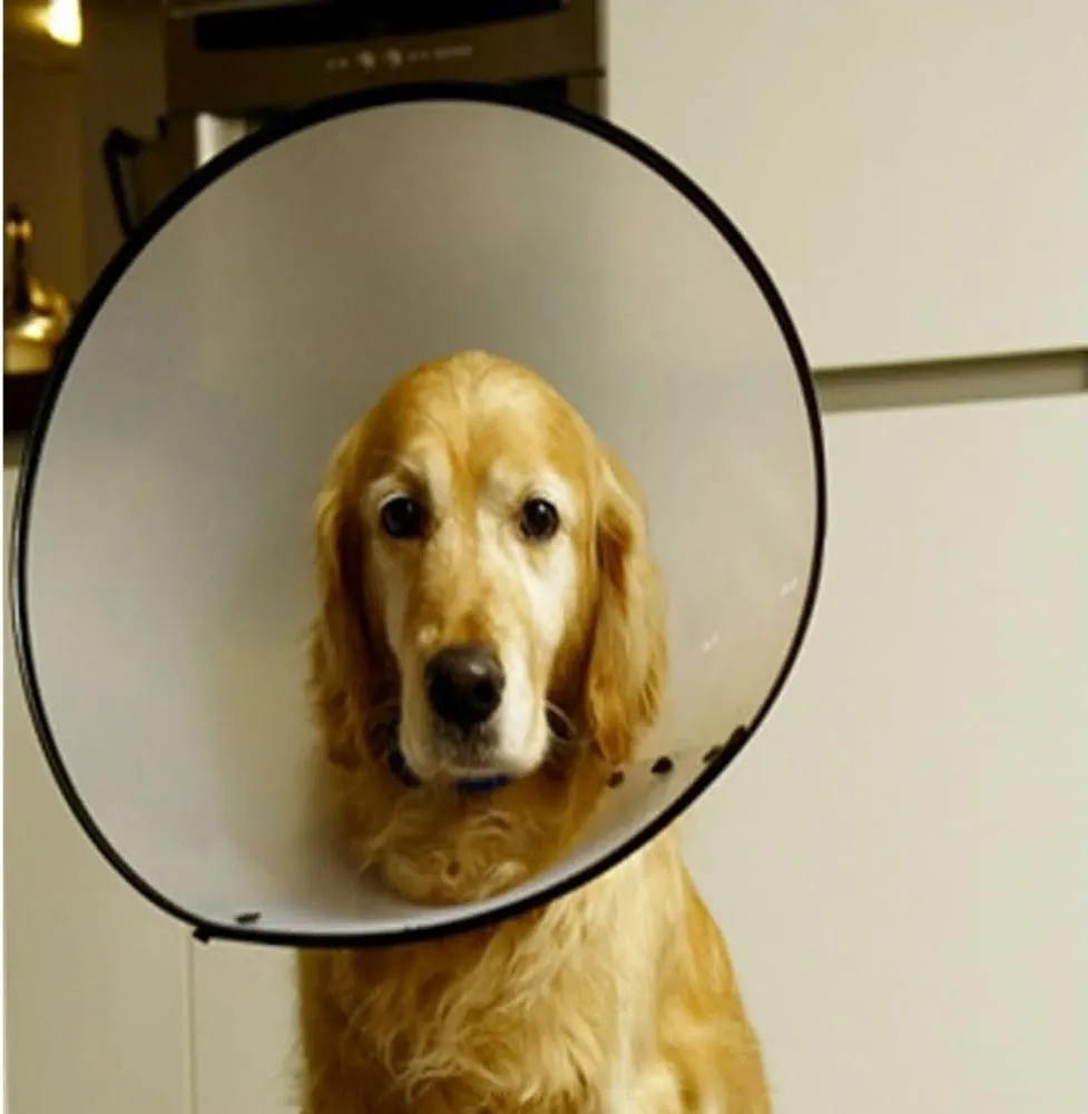 Dog E Collar XXL