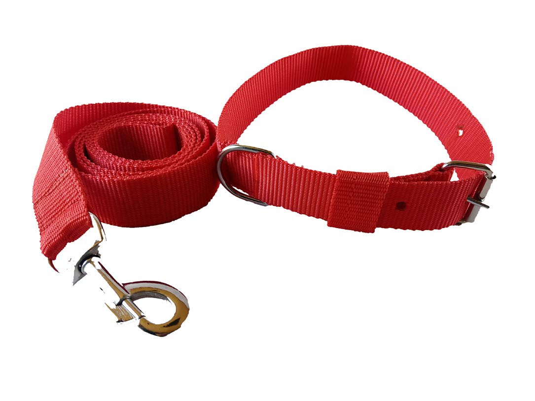 Dog lease Collar Set 1.25"