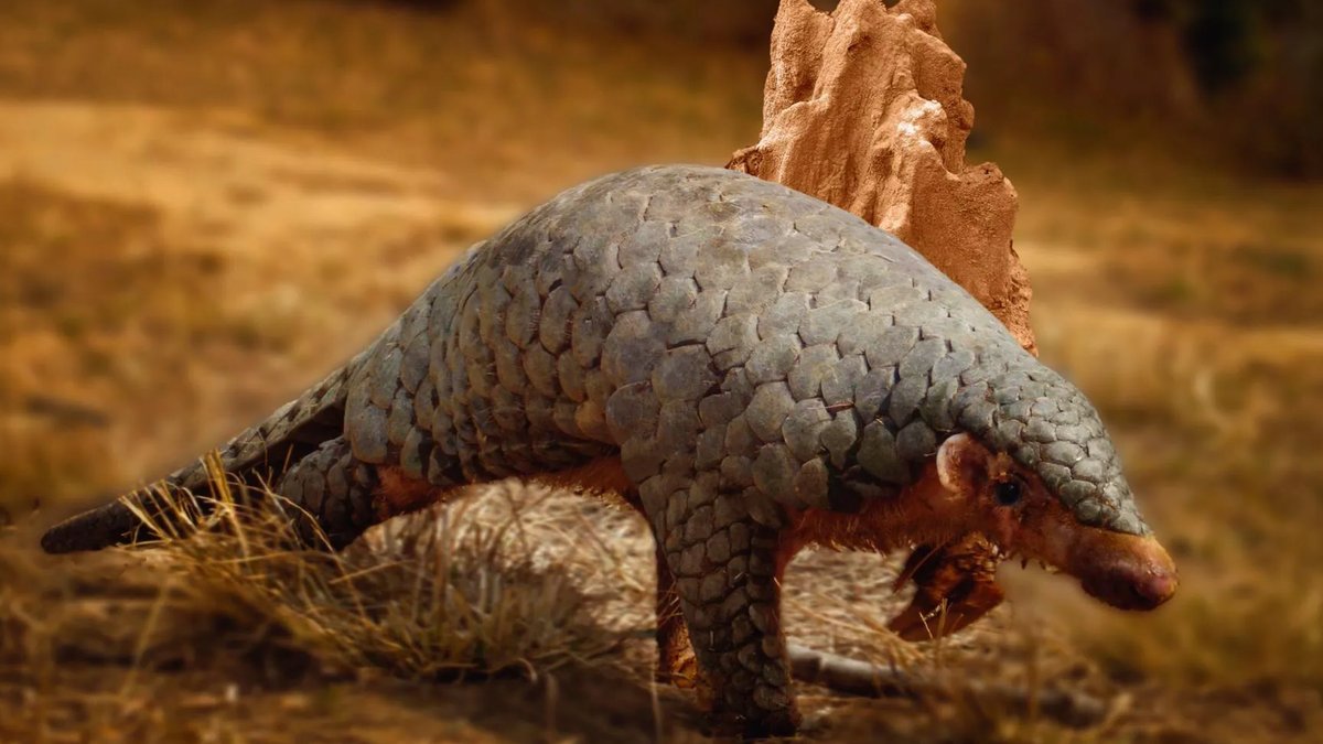 Oldest DNA Unveils New Pangolin - pangolin species