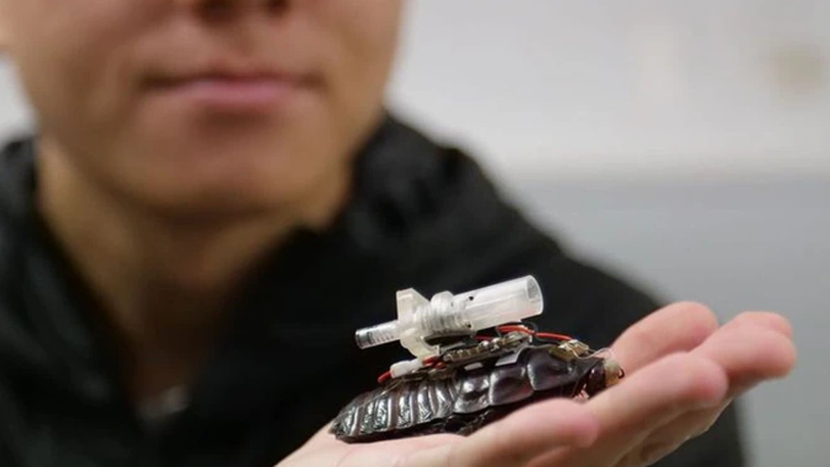 Vietnamese Scientists Create Cockroach Cyborgs for Rescue - cyborg cockroaches