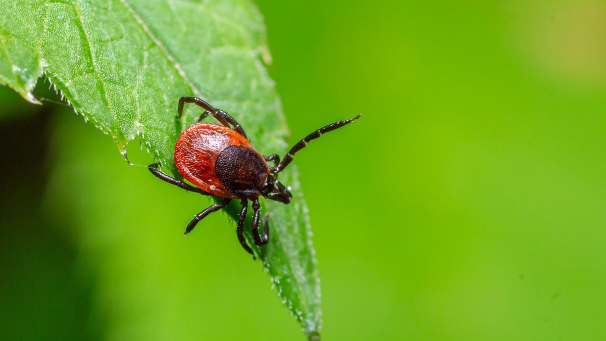 Natural remedy repels ticks effectively
