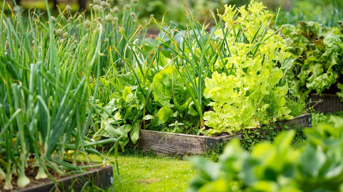 Shaded Garden Spots Yield Good Crops - partial shade