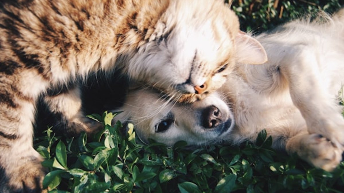 Daily Care Cuts Pet Emergency Room Visits Daily Care Cuts Pet Emergency Room Visits - pet emergency