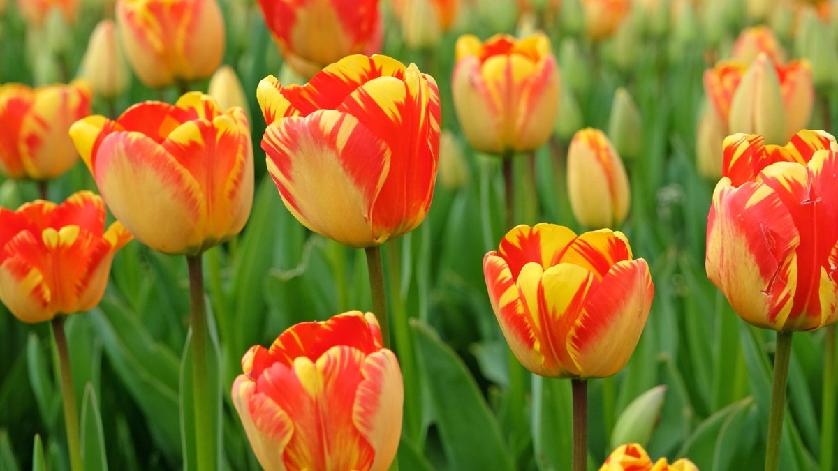 Bloms Bulbs expert shares perfect growth tips