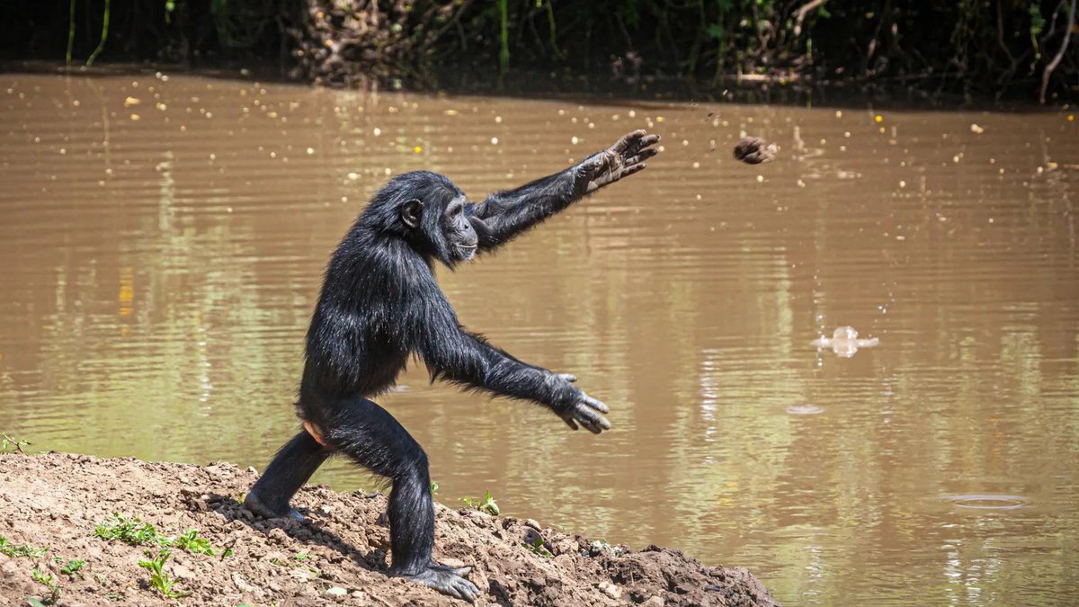 Chimpanzees Throw Rocks at Same Trees for Decade Chimpanzees Throw Rocks at Same Trees for Decade - chimpanzees throw