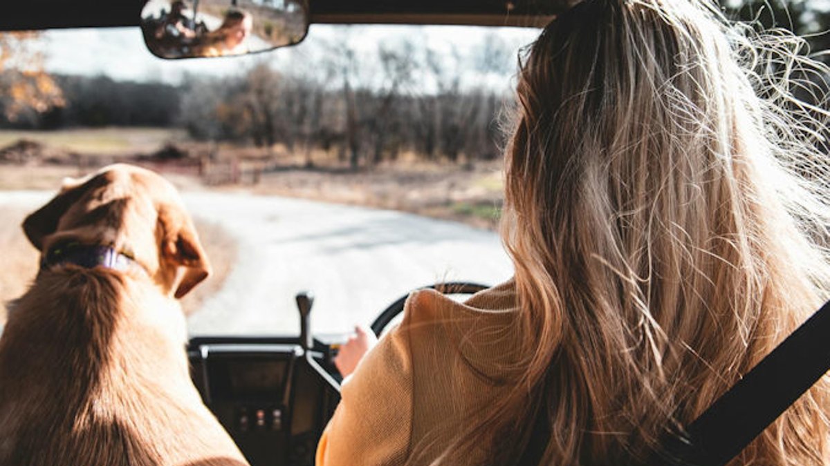 Luxury Pet-Friendly Wilderness Escapes in the US - luxury wilderness escapes