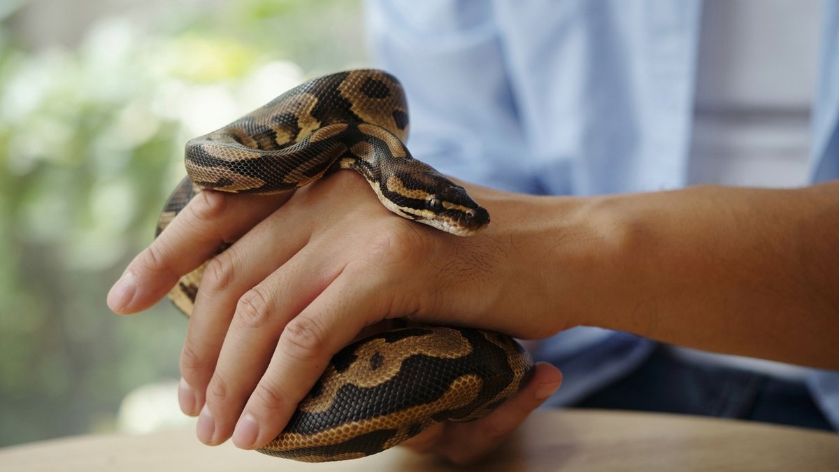 How to Handle a Snake in Your AC How to Handle a Snake in Your AC - snake in ac