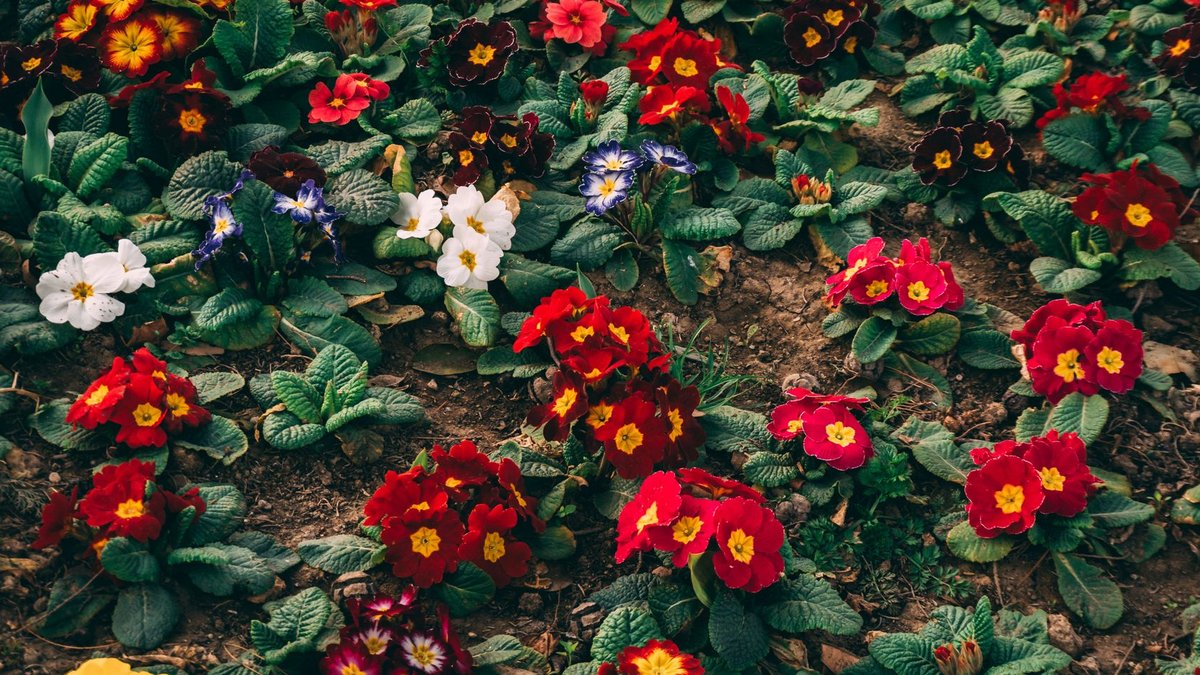 Tips for Growing Primroses and Primulas This Spring Tips for Growing Primroses and Primulas This Spring - grow primroses