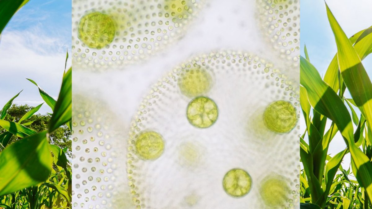 Engineered microbes lift crops, OpenAI culture under scrutiny