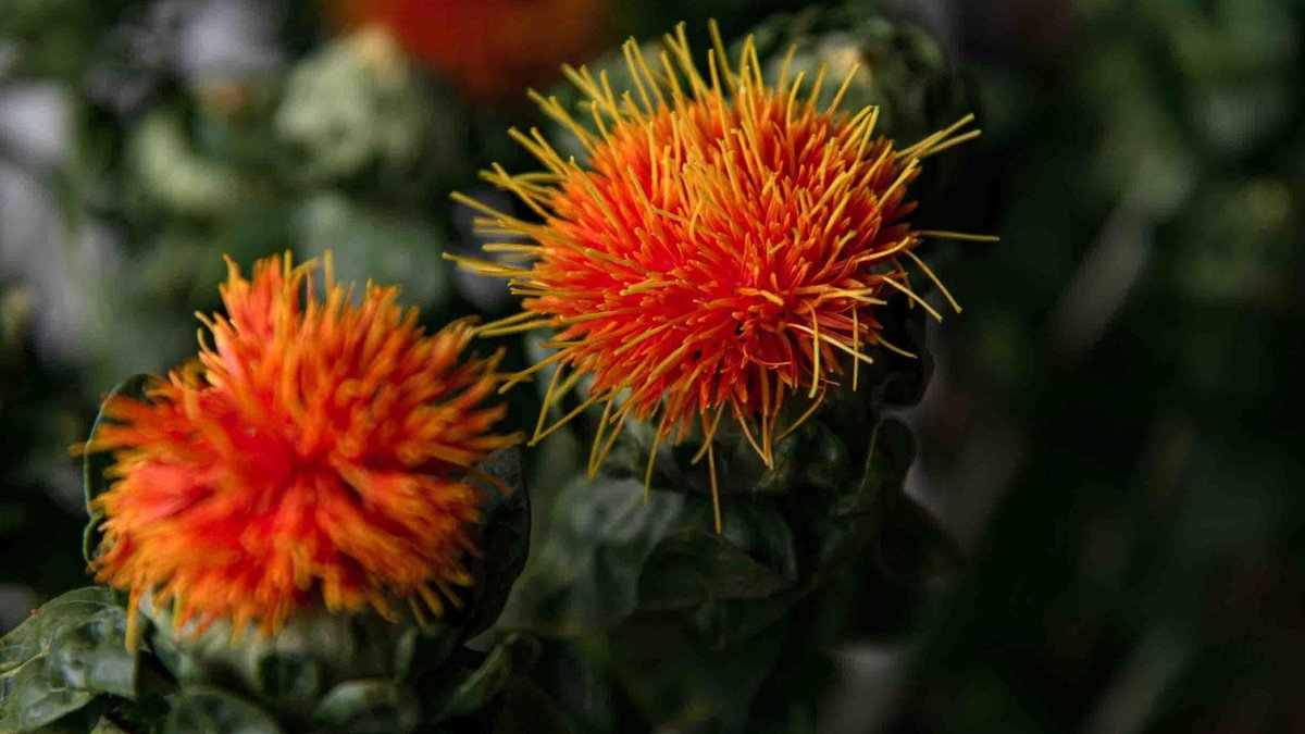 GNT Seeks FDA Approval for Safflower Yellow Concentrate - safflower yellow