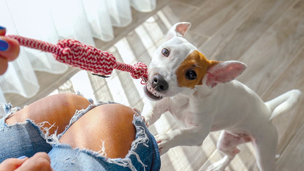 Trainer warns against tug of war for dogs Trainer warns against tug of war for dogs - tug of war for dogs
