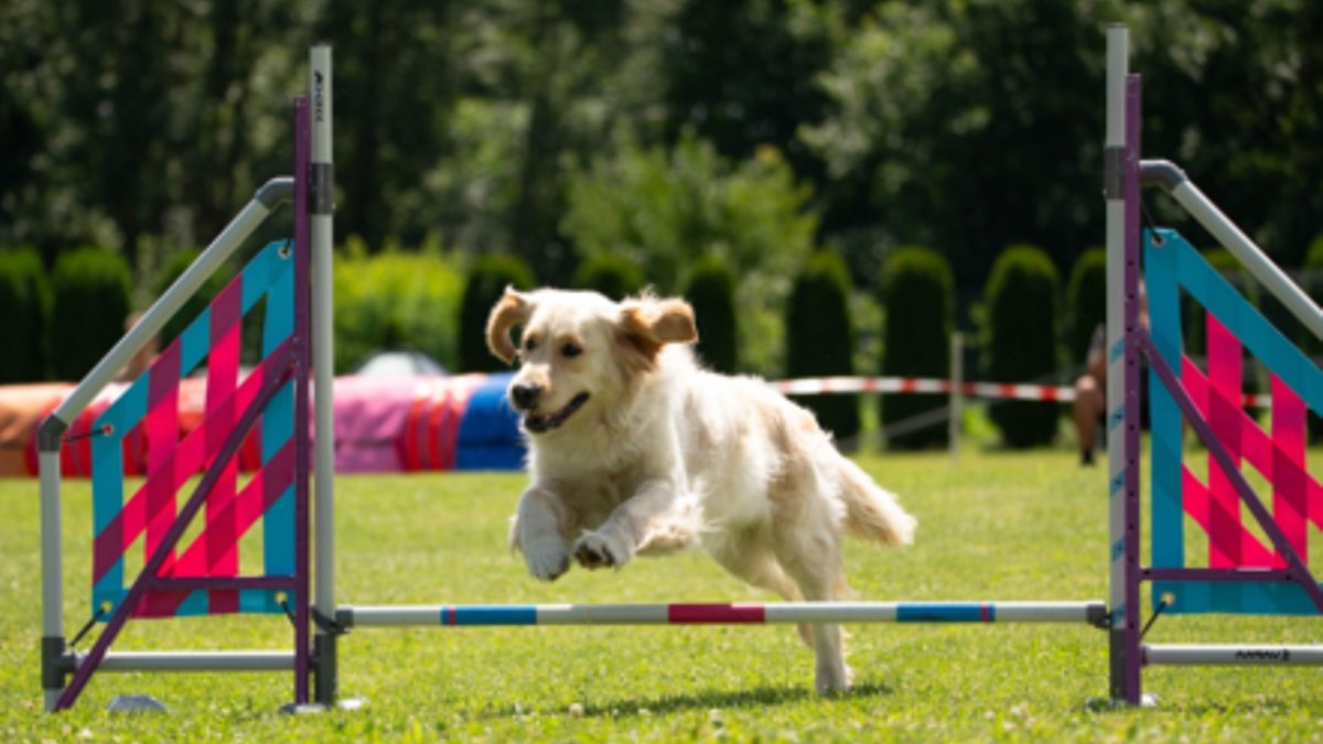 Pets get fit with new workout options - pet fitness
