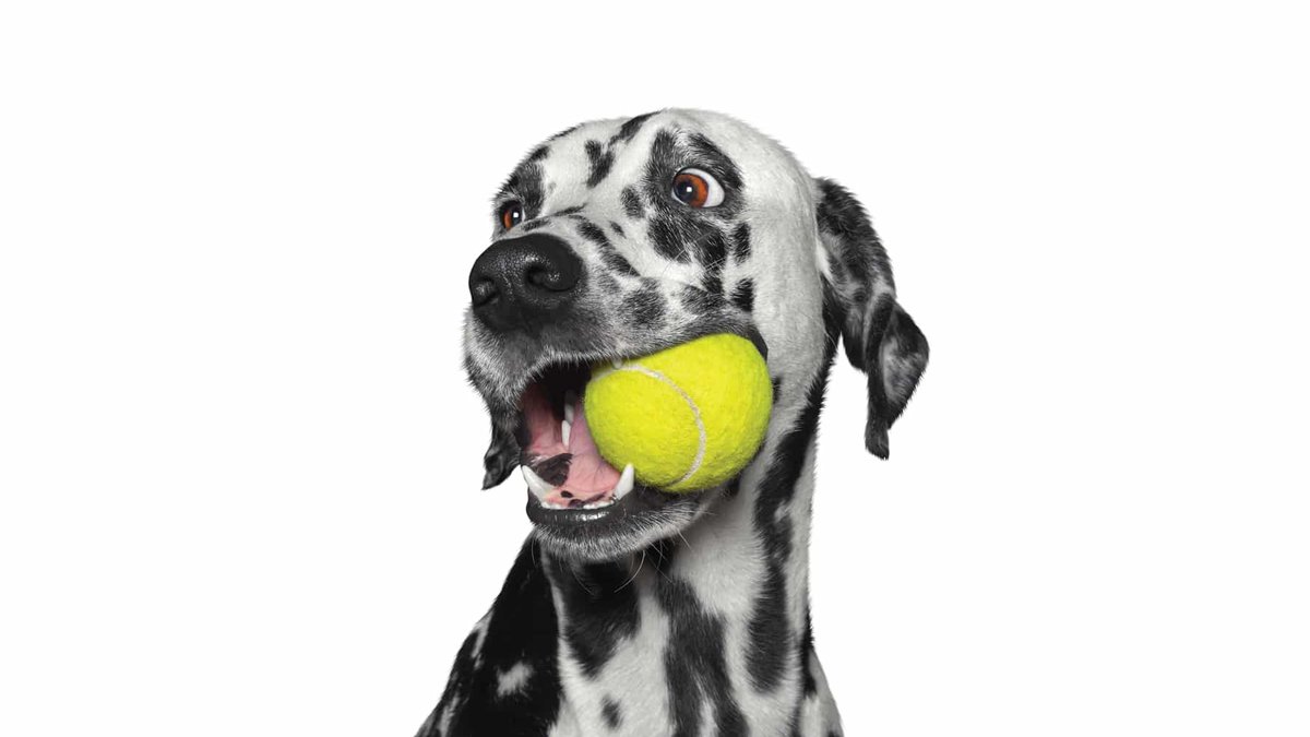 Why Dogs Love Tennis Balls: The Science Why Dogs Love Tennis Balls: The Science - dogs love tennis balls