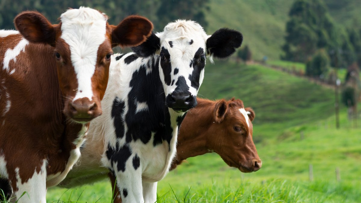 Local elections deliver mixed results for governing parties Local elections deliver mixed results for governing parties - dairy emissions partnership