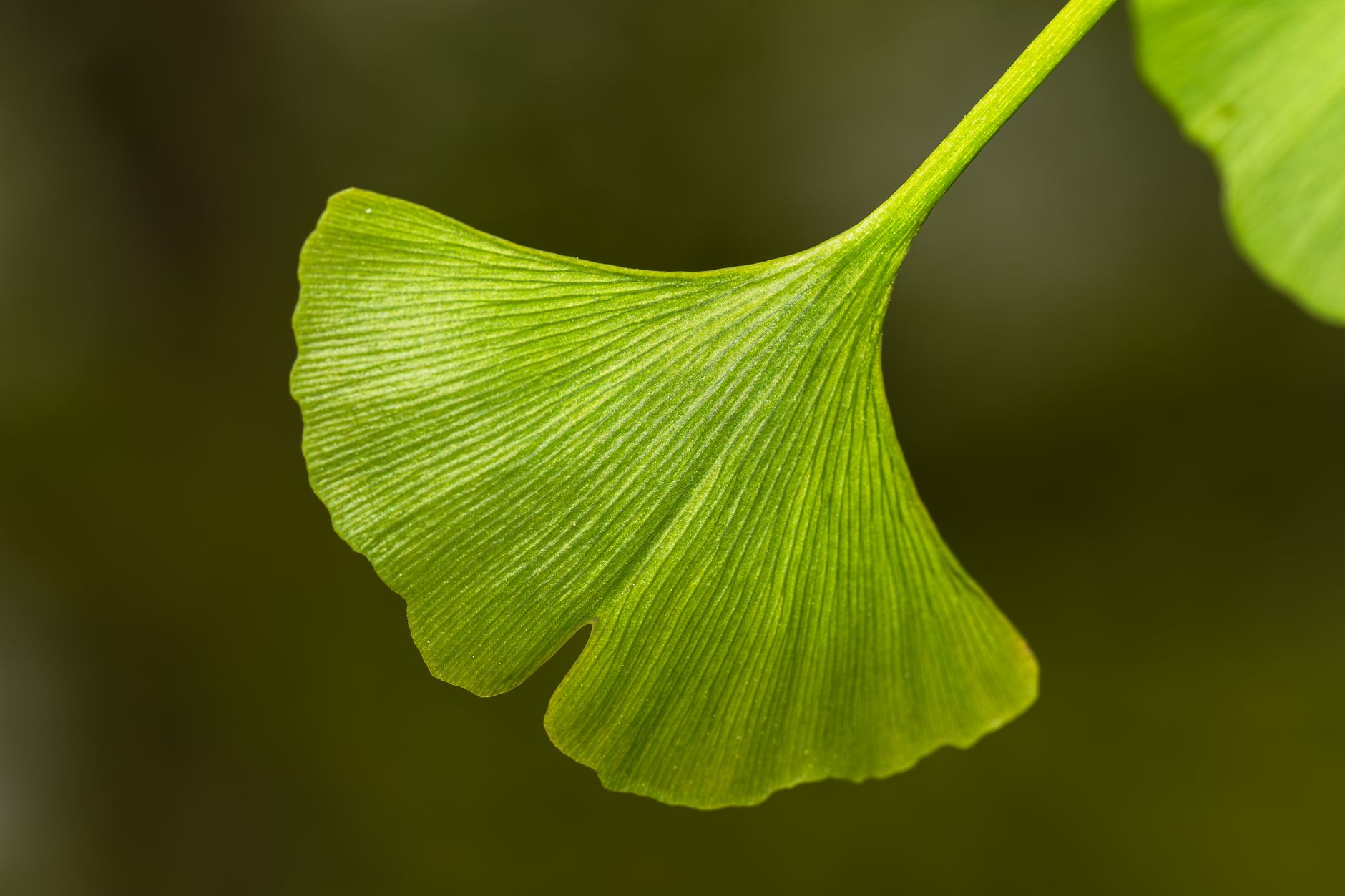 Ginkgo biloba fails to prevent dementia, study finds