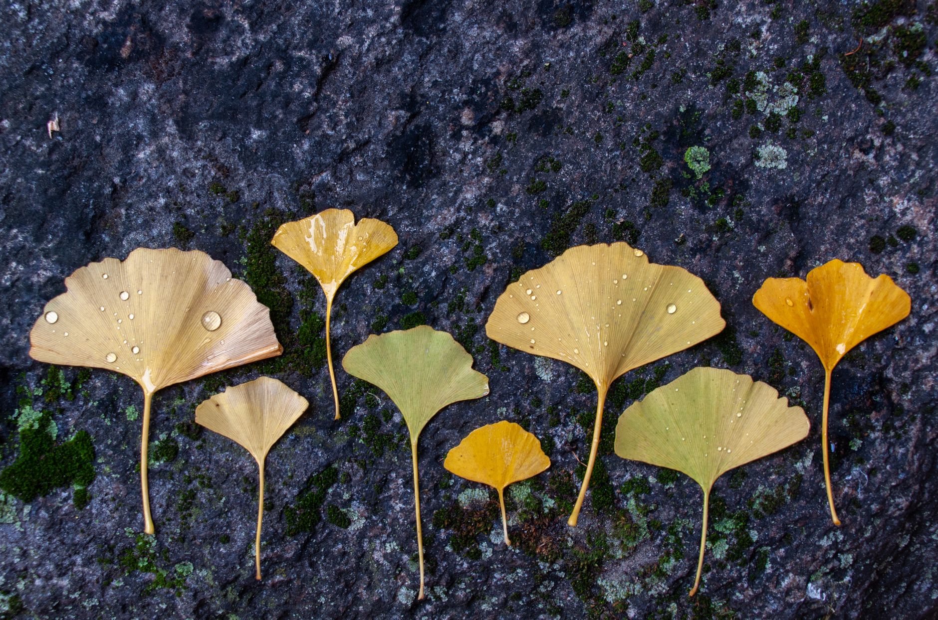 Study Finds Ginkgo Biloba Doesn’t Prevent Dementia