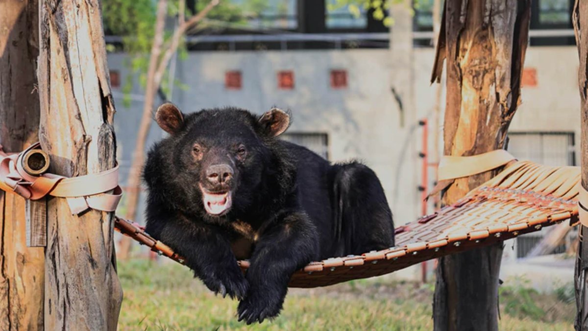 Bears are released into a semi-natural habitat to roam, play and rediscover their natural instincts at a Vietnamese bear resc