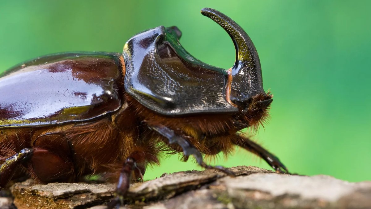 Tropical Insect Science Failing as Species Decline Most of the world’s insect diversity is concentrated in the tropics, but those regions remain a major blind spot in conservat